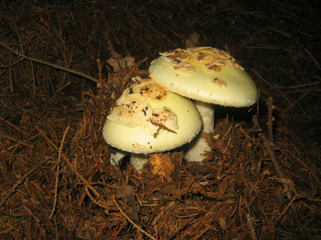 2005 :  Un anno di funghi